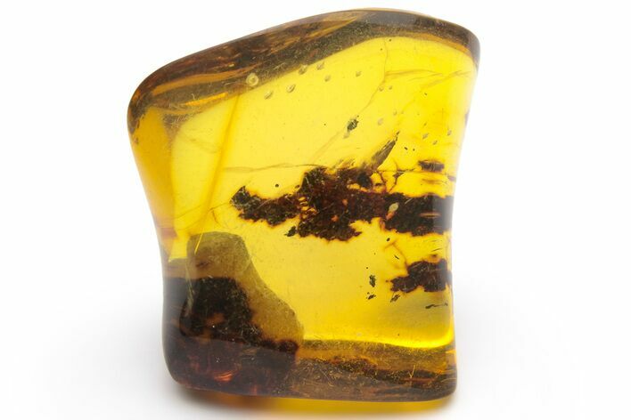 Polished Chiapas Amber ( g) - Mexico #237443